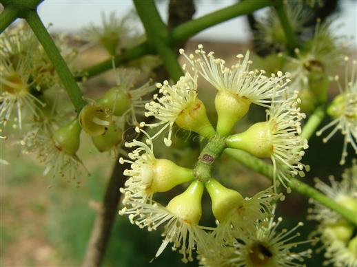  Inflorescence and flowers
